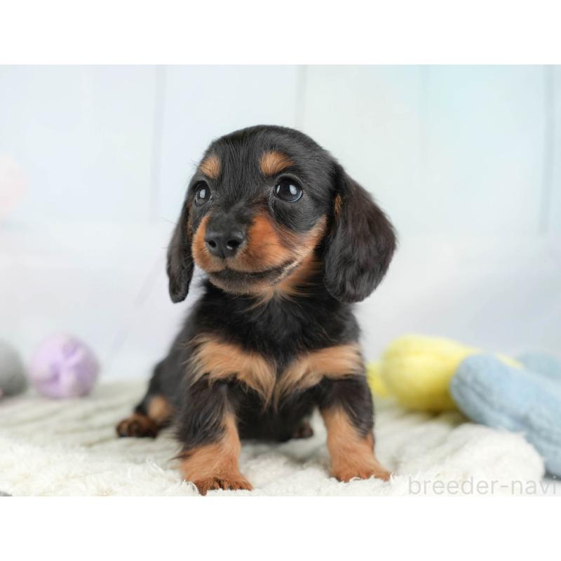 販売中の埼玉県のカニンヘンダックスフンド(ロングヘアード)-446715の5枚目