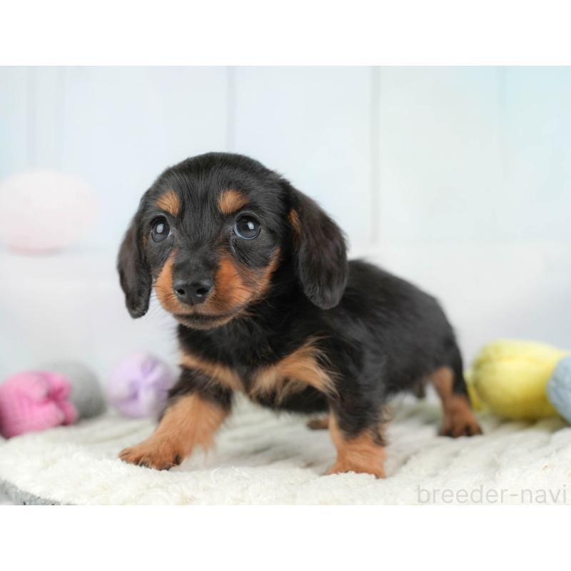 販売中の埼玉県のカニンヘンダックスフンド(ロングヘアード)-446715の4枚目