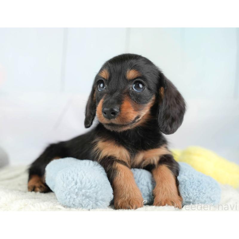 販売中の埼玉県のカニンヘンダックスフンド(ロングヘアード)-446715の3枚目