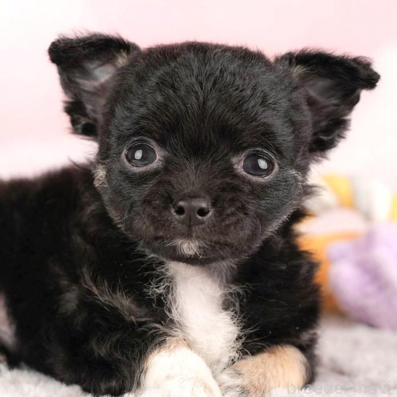 販売中の埼玉県のチワワ(ロングコート)-446468