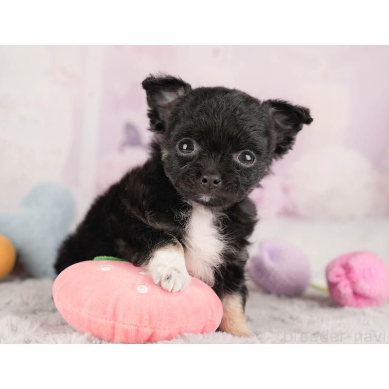 販売中の埼玉県のチワワ(ロングコート)-446468の10枚目