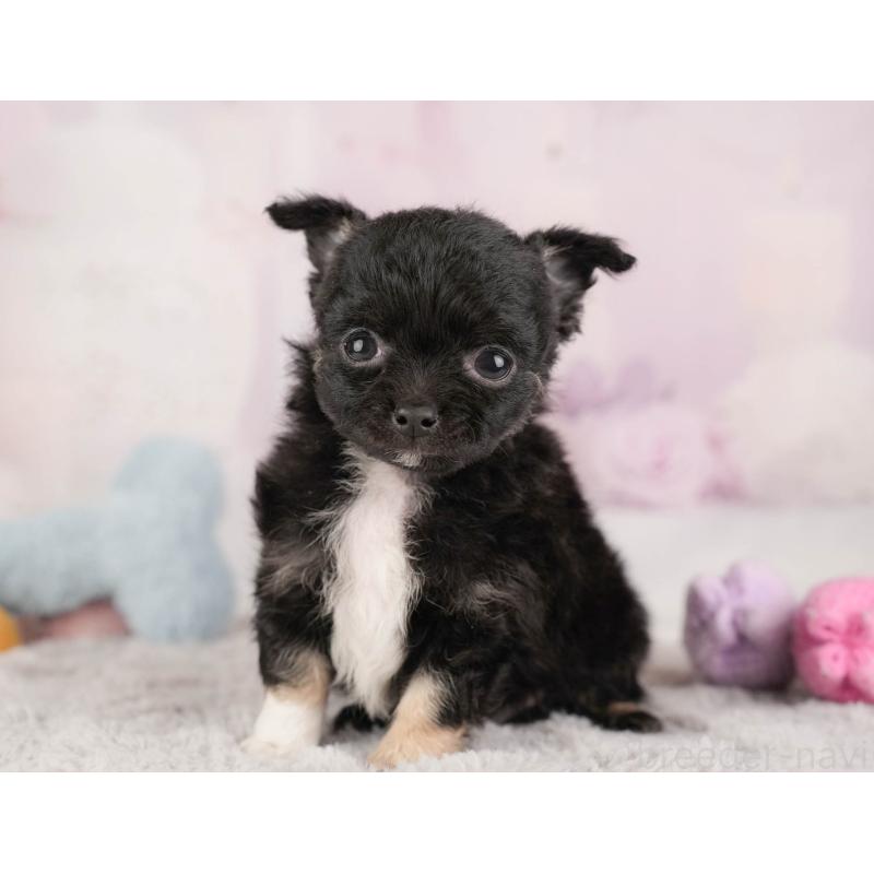 販売中の埼玉県のチワワ(ロングコート)-446468の9枚目