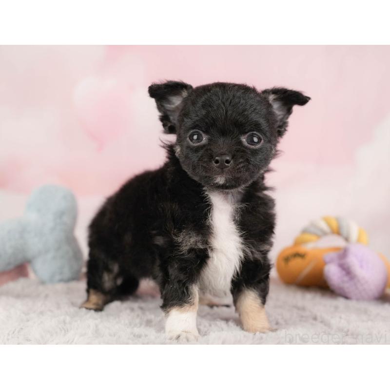 販売中の埼玉県のチワワ(ロングコート)-446468の8枚目