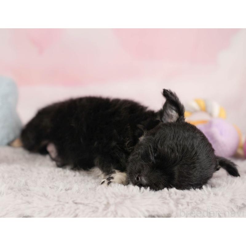 販売中の埼玉県のチワワ(ロングコート)-446468の7枚目