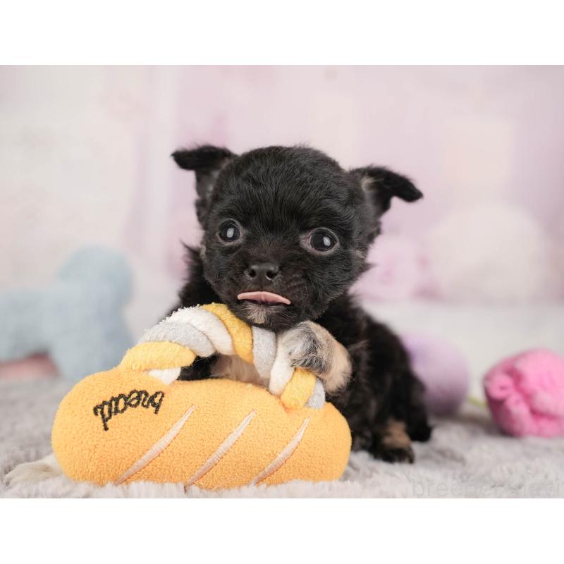 販売中の埼玉県のチワワ(ロングコート)-446468の5枚目