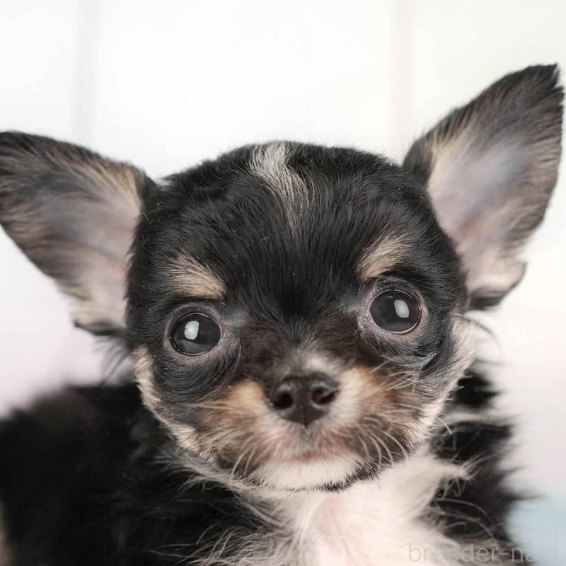 販売中の埼玉県のチワワ(ロングコート)-446469