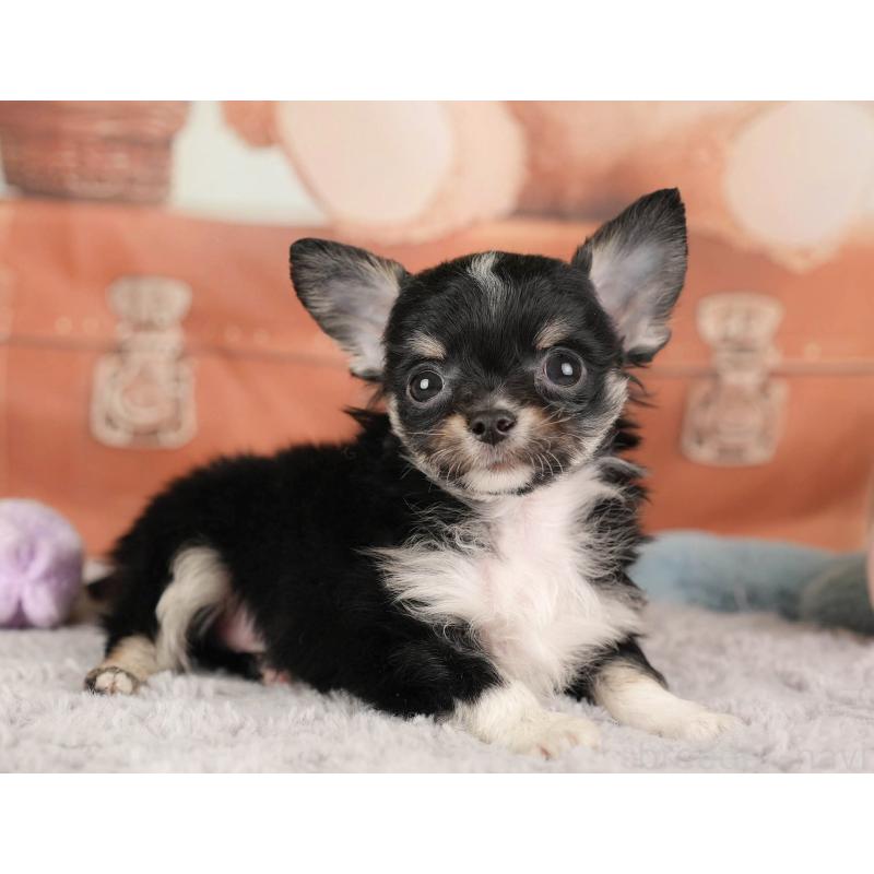 販売中の埼玉県のチワワ(ロングコート)-446469の11枚目