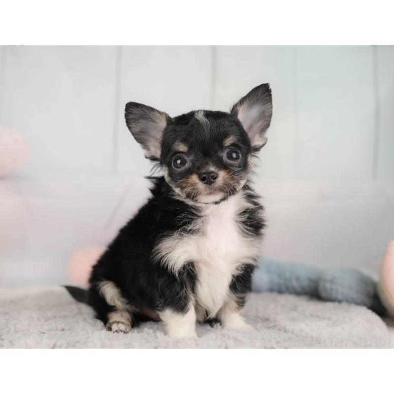 販売中の埼玉県のチワワ(ロングコート)-446469の8枚目