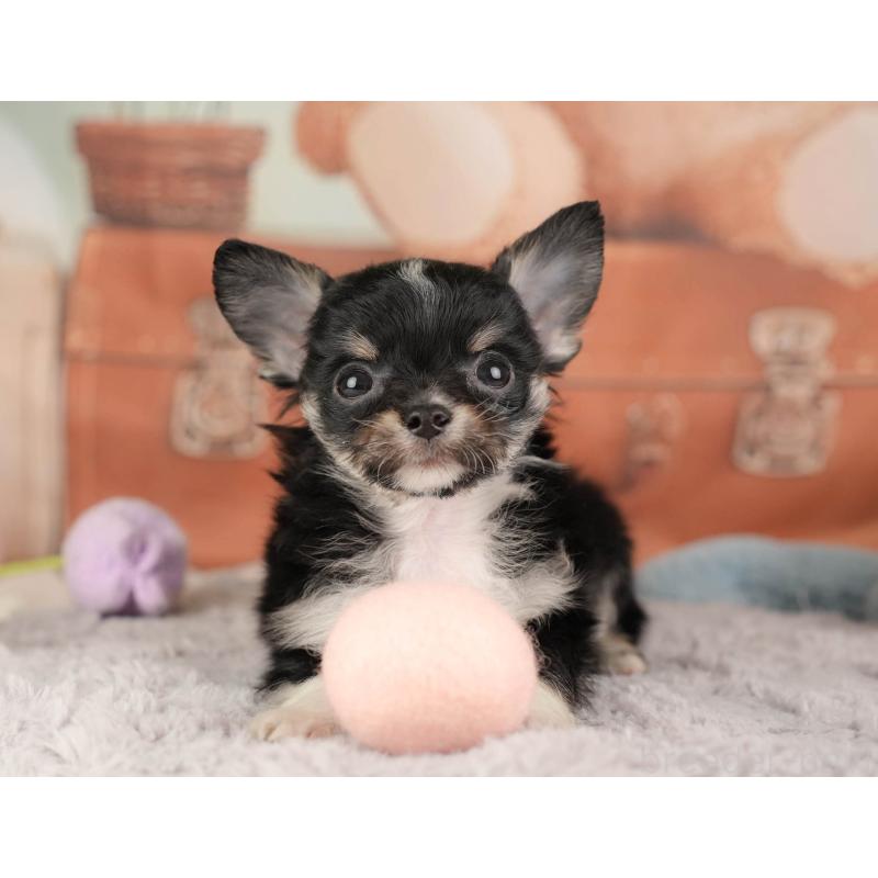 販売中の埼玉県のチワワ(ロングコート)-446469の7枚目