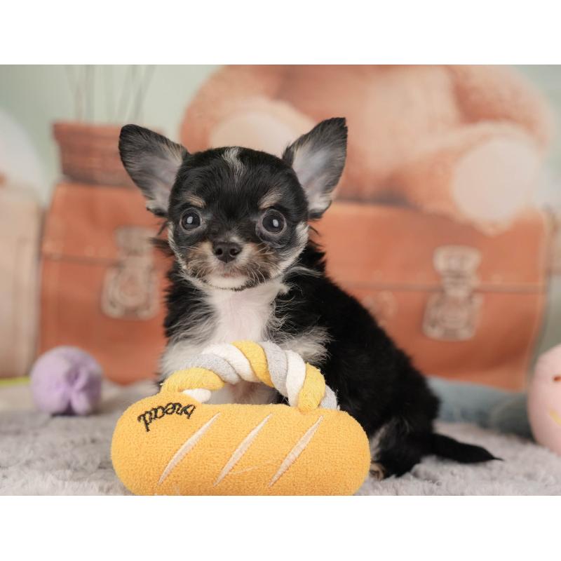 販売中の埼玉県のチワワ(ロングコート)-446469の6枚目