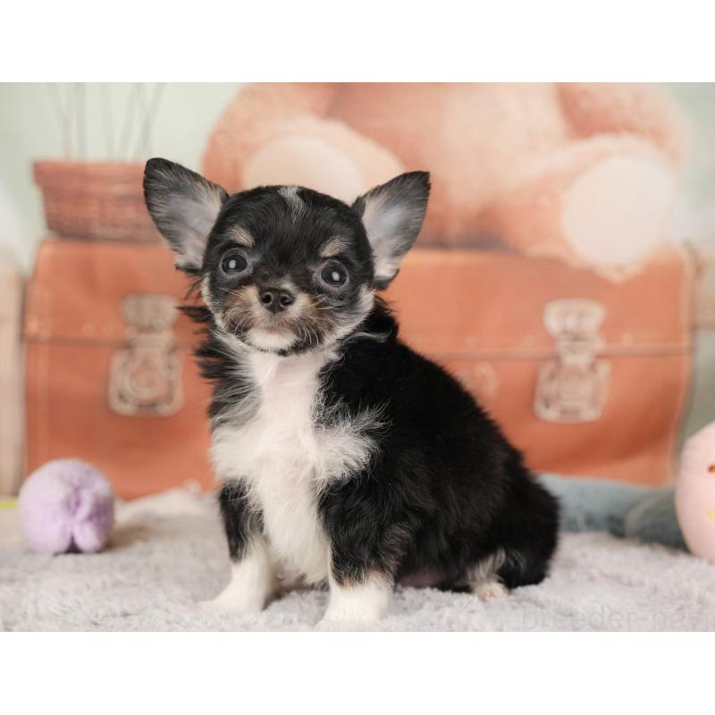 販売中の埼玉県のチワワ(ロングコート)-446469の5枚目