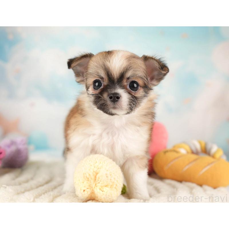 販売中の埼玉県のチワワ(ロングコート)-446472の11枚目