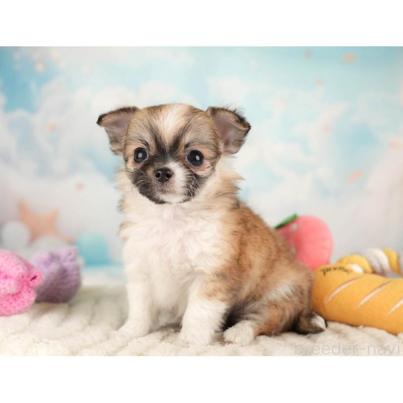 販売中の埼玉県のチワワ(ロングコート)-446472の8枚目