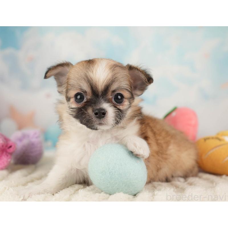 販売中の埼玉県のチワワ(ロングコート)-446472の6枚目