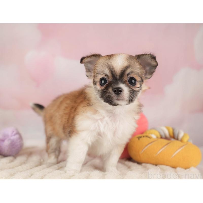 販売中の埼玉県のチワワ(ロングコート)-446472の4枚目