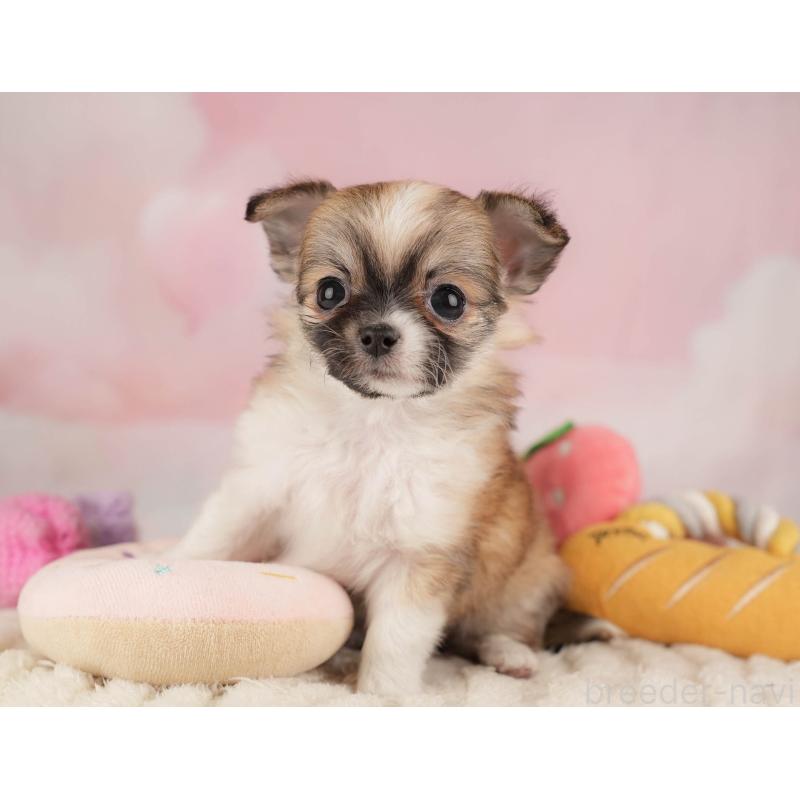 販売中の埼玉県のチワワ(ロングコート)-446472の3枚目