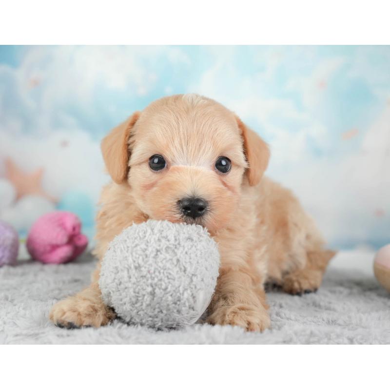 販売中の埼玉県のマルプー:マルチーズ×トイプードル-446731の8枚目