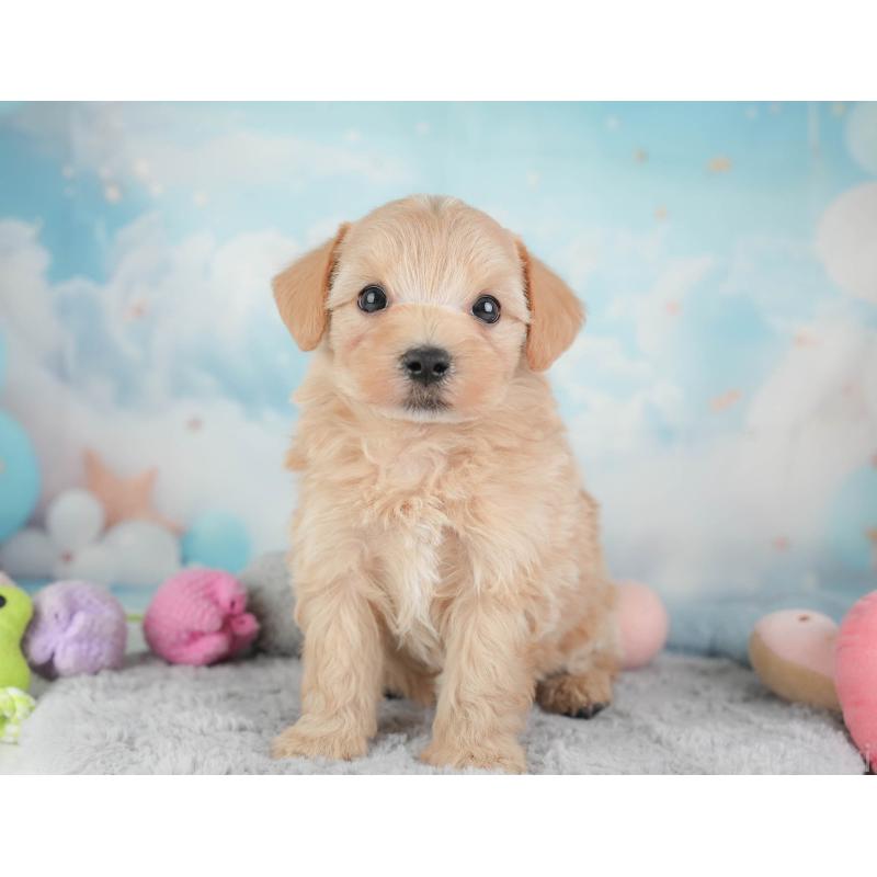 販売中の埼玉県のマルプー:マルチーズ×トイプードル-446731の7枚目