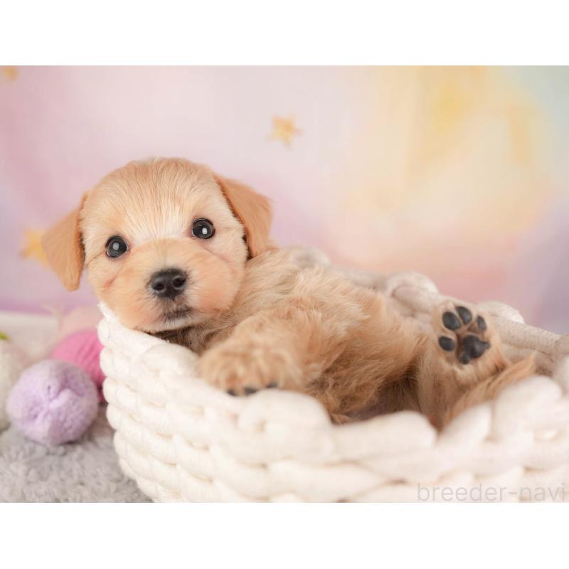 販売中の埼玉県のマルプー:マルチーズ×トイプードル-446731の6枚目