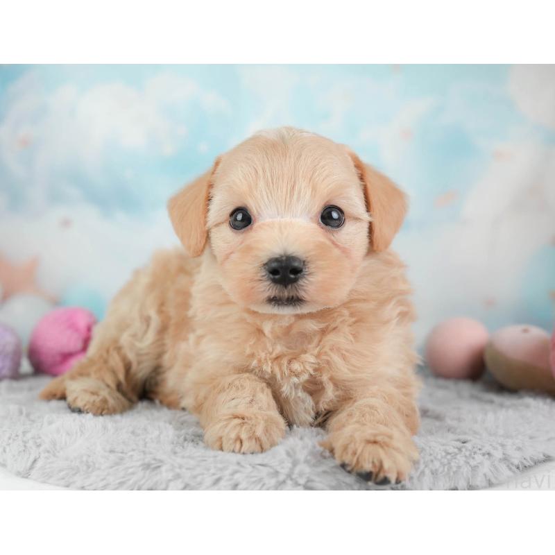 販売中の埼玉県のマルプー:マルチーズ×トイプードル-446731の5枚目