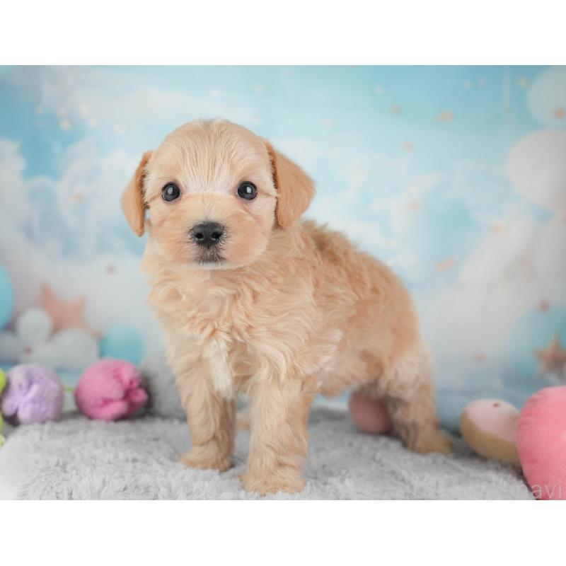 販売中の埼玉県のマルプー:マルチーズ×トイプードル-446731の3枚目