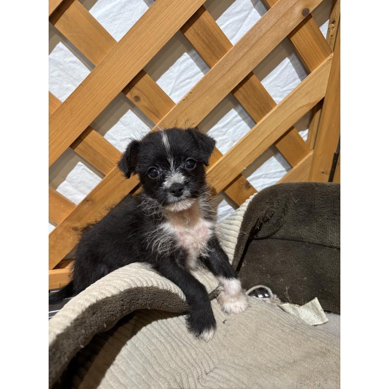 販売中の沖縄県のミックス犬-441386の6枚目