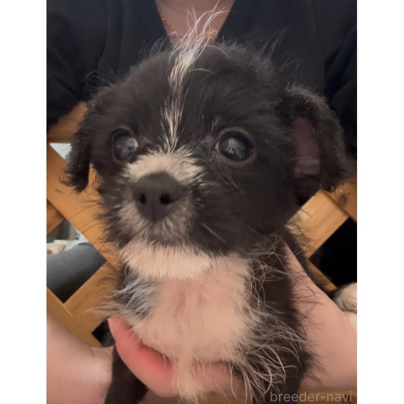 販売中の沖縄県のミックス犬-441386の5枚目