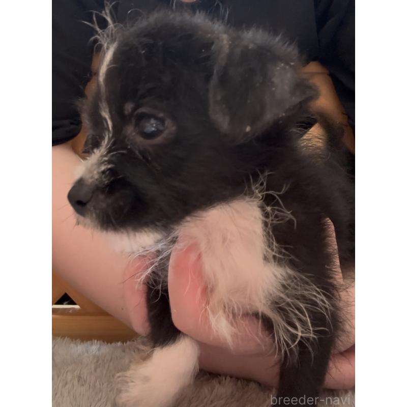 販売中の沖縄県のミックス犬-441386の4枚目