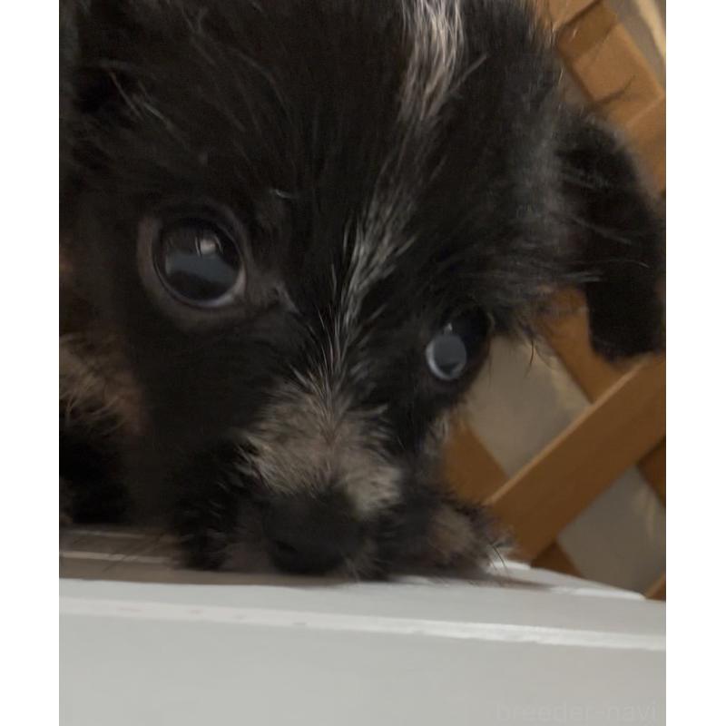 販売中の沖縄県のミックス犬-441386の3枚目