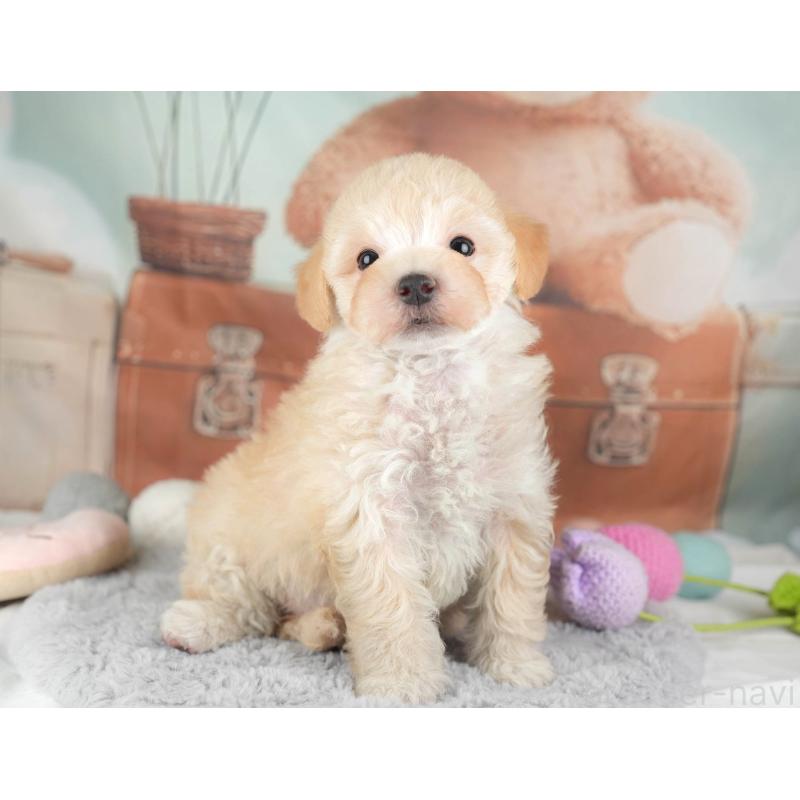 販売中の埼玉県のマルプー:マルチーズ×トイプードル-446732の9枚目