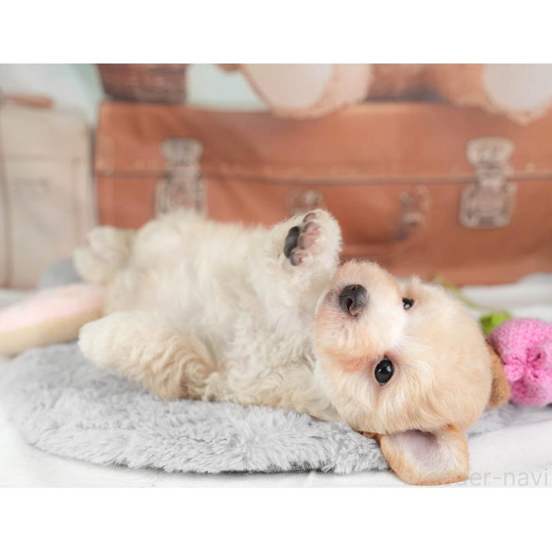 販売中の埼玉県のマルプー:マルチーズ×トイプードル-446732の8枚目