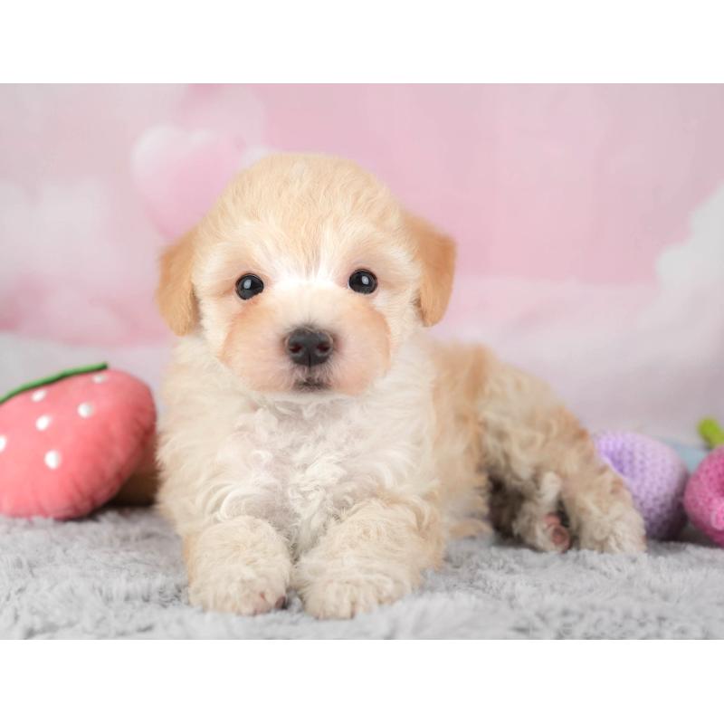 販売中の埼玉県のマルプー:マルチーズ×トイプードル-446732の6枚目