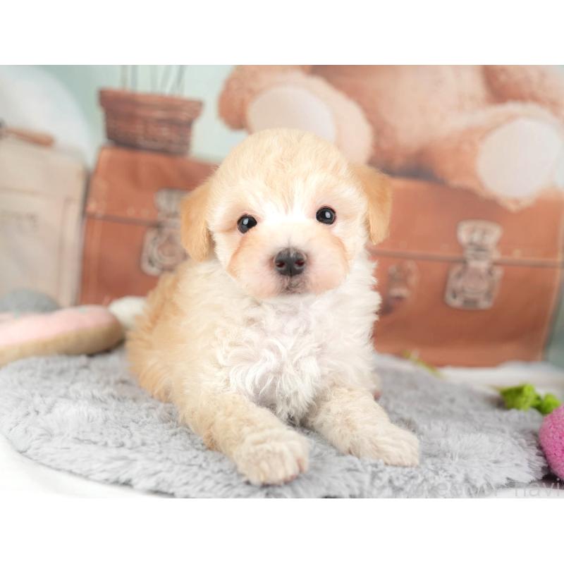 販売中の埼玉県のマルプー:マルチーズ×トイプードル-446732の5枚目