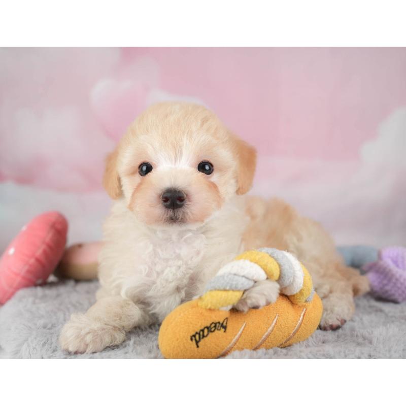 販売中の埼玉県のマルプー:マルチーズ×トイプードル-446732の4枚目