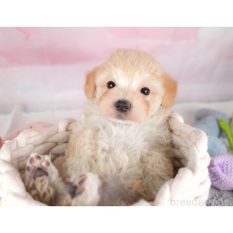 販売中の埼玉県のマルプー:マルチーズ×トイプードル-446732の3枚目