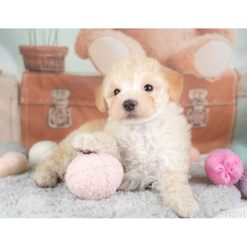 販売中の埼玉県のマルプー:マルチーズ×トイプードル-446732の2枚目