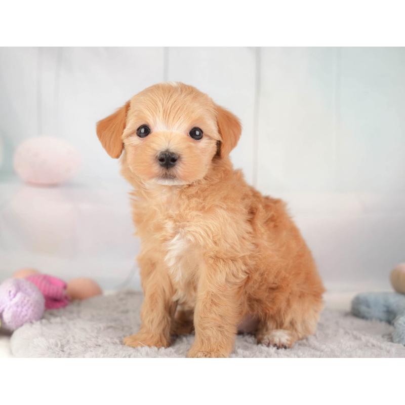 販売中の埼玉県のマルプー:マルチーズ×トイプードル-446737の10枚目