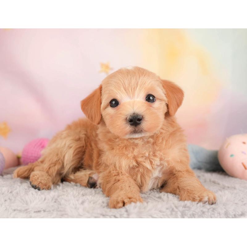 販売中の埼玉県のマルプー:マルチーズ×トイプードル-446737の9枚目