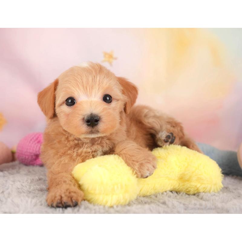 販売中の埼玉県のマルプー:マルチーズ×トイプードル-446737の8枚目