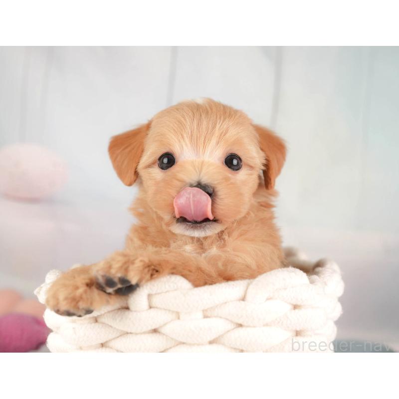 販売中の埼玉県のマルプー:マルチーズ×トイプードル-446737の7枚目