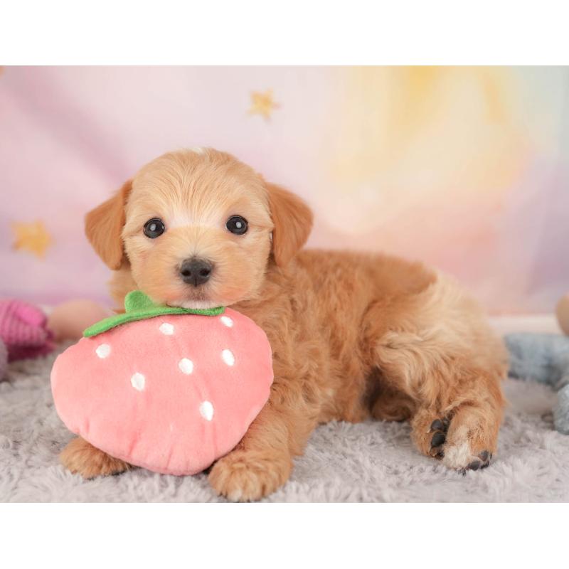 販売中の埼玉県のマルプー:マルチーズ×トイプードル-446737の6枚目