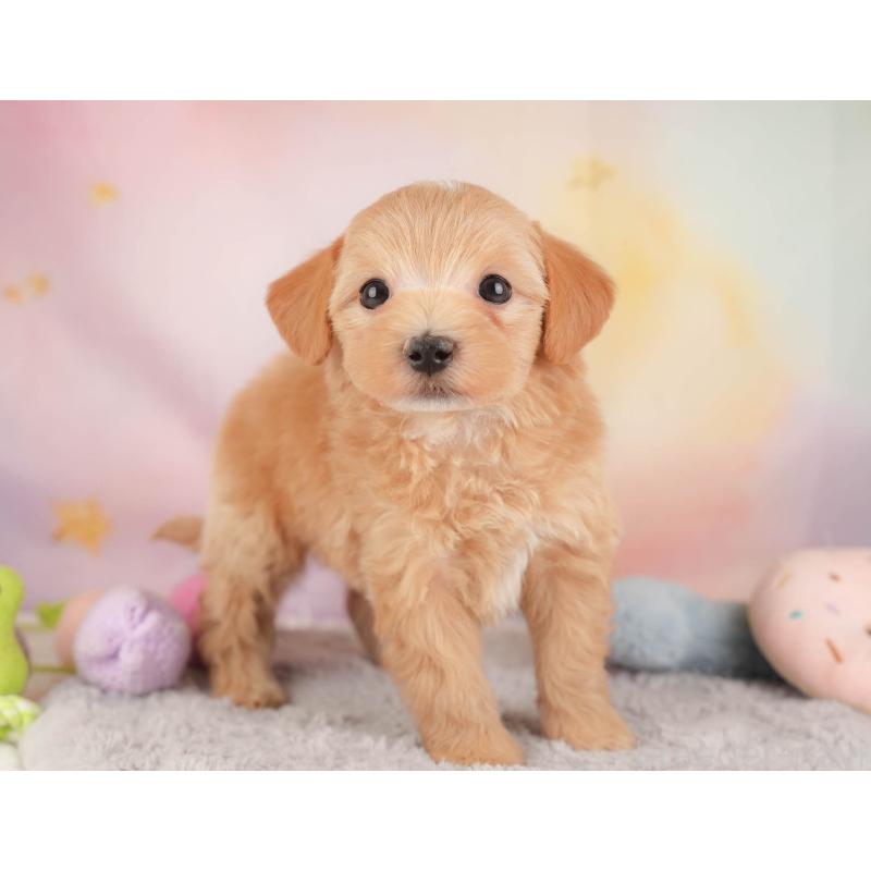 販売中の埼玉県のマルプー:マルチーズ×トイプードル-446737の5枚目