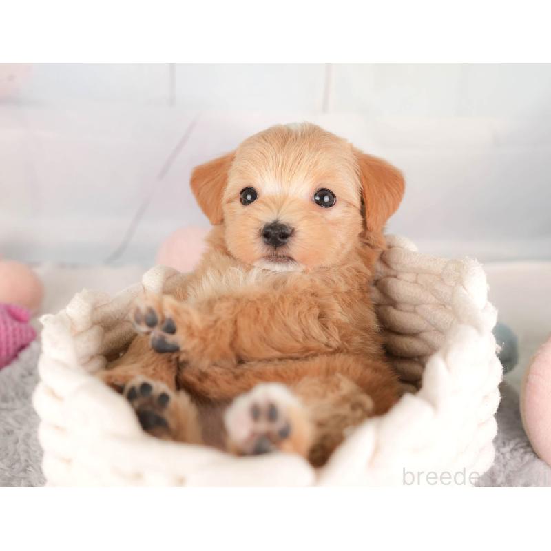 販売中の埼玉県のマルプー:マルチーズ×トイプードル-446737の4枚目