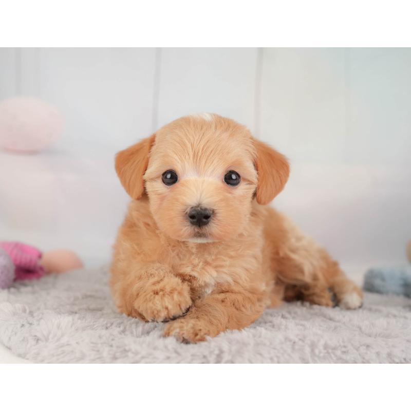 販売中の埼玉県のマルプー:マルチーズ×トイプードル-446737の3枚目