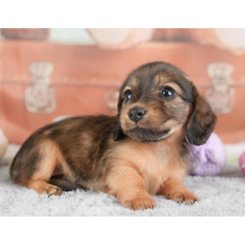 販売中の埼玉県のカニンヘンダックスフンド(ロングヘアード)-446740の11枚目