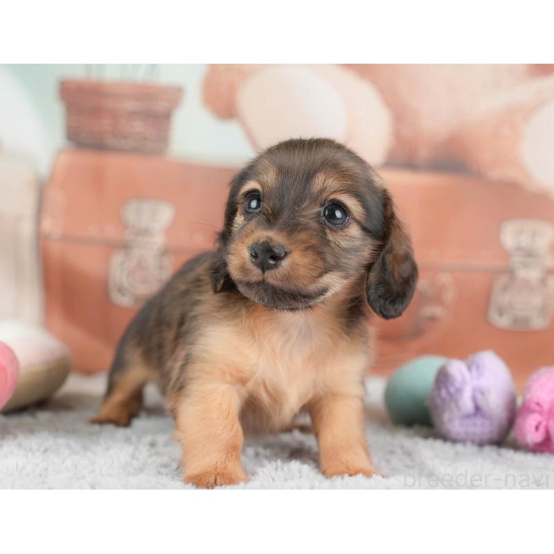 販売中の埼玉県のカニンヘンダックスフンド(ロングヘアード)-446740の10枚目