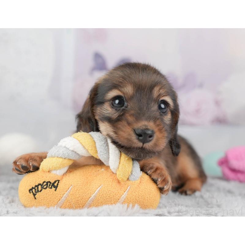 販売中の埼玉県のカニンヘンダックスフンド(ロングヘアード)-446740の8枚目