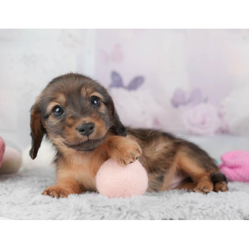 販売中の埼玉県のカニンヘンダックスフンド(ロングヘアード)-446740の6枚目