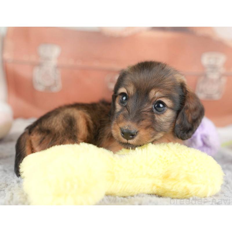 販売中の埼玉県のカニンヘンダックスフンド(ロングヘアード)-446740の5枚目