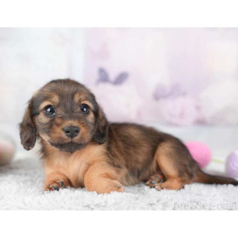 販売中の埼玉県のカニンヘンダックスフンド(ロングヘアード)-446740の4枚目